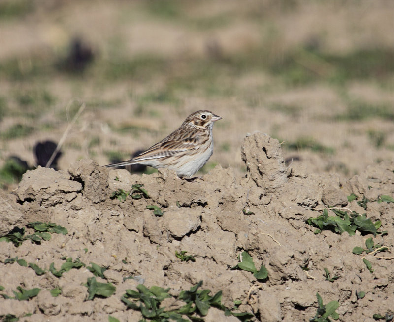 Vesper Sparrow