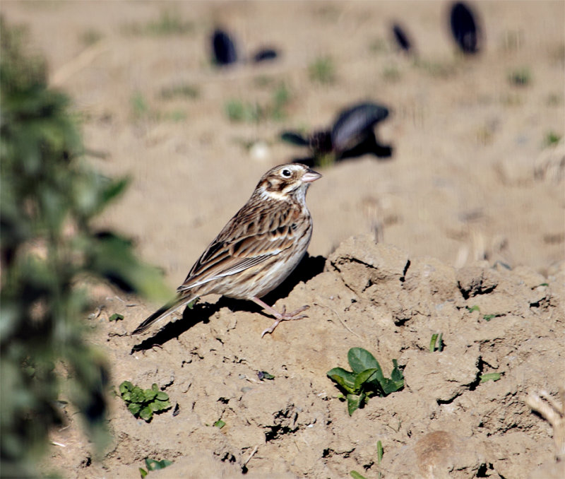 Vesper Sparrow
