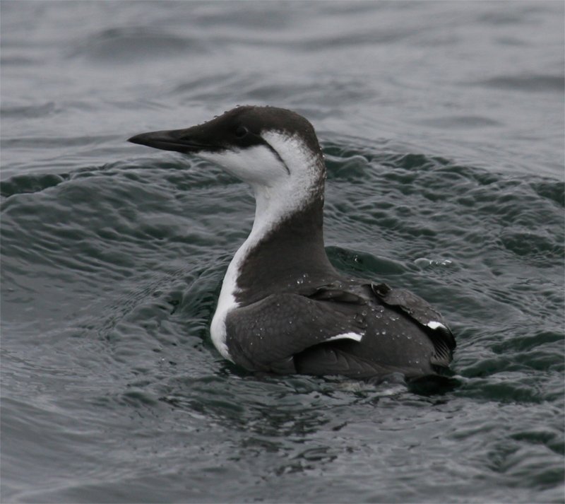 Common Murre