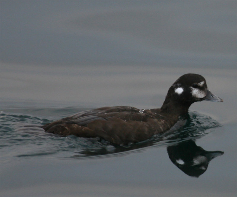 Female Harlequin Duck