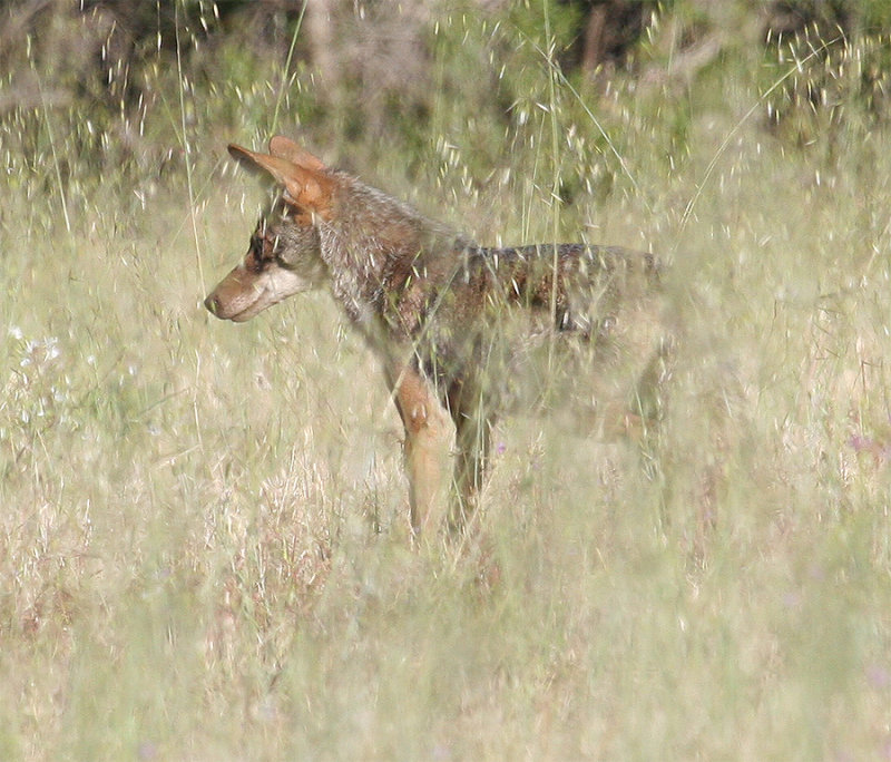 Coyote on-the-prowl