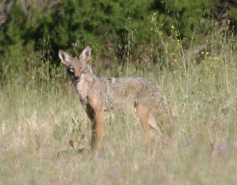 Monday-Morning Coyote