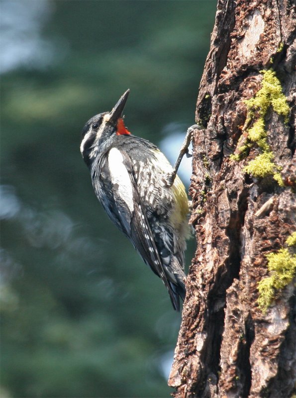 Williamson's Sapsucker