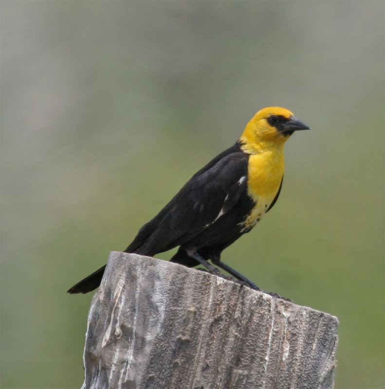 Yellow-headed Blackbird