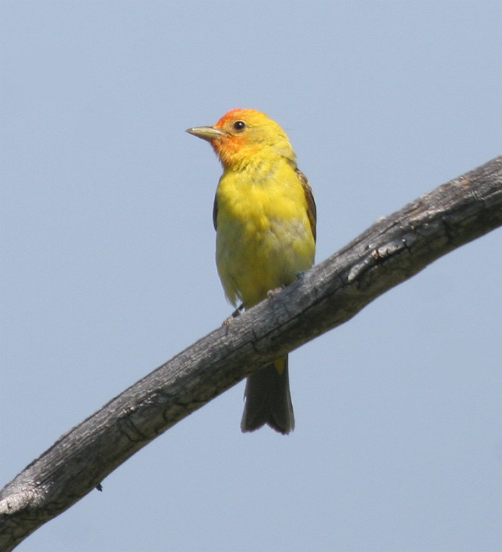 Western Tanager