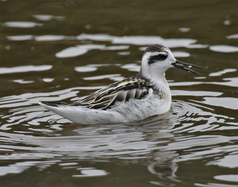  Red-necked Phalarope juvenile