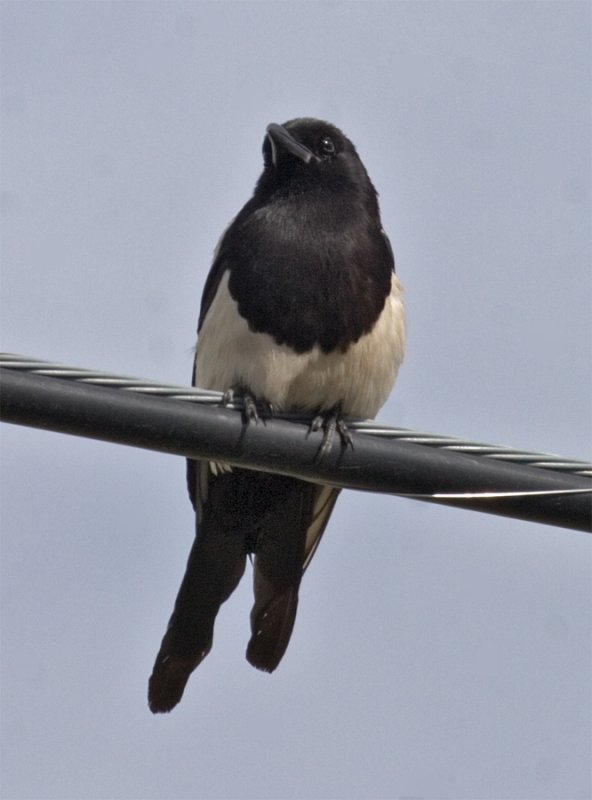 Black-billed Magpie