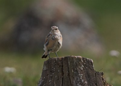 Stenskvtta (Northern Weatear) Juv