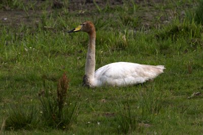 Sngsvan (Wooper Swan)