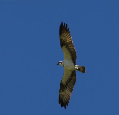 Fiskgjuse (Osprey)