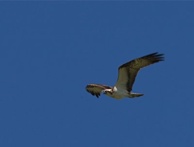 Fiskgjuse (Osprey)