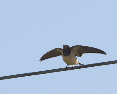 Ladusvala (Swallow)