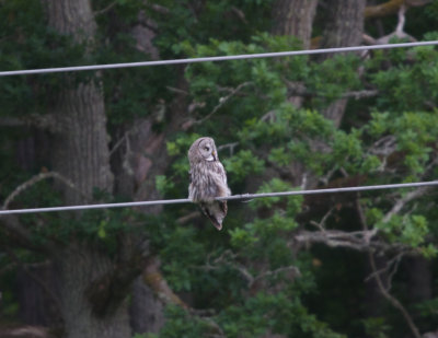 Lappuggla (Great Gray Owl)