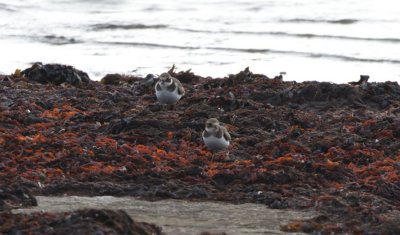 Strre Strandpipare (Ringed Plover)