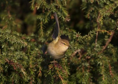 Gransngare (Chiffchaff)