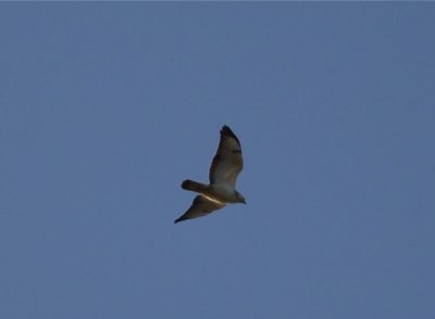 Ormvrk (Common Buzzard) (Brringevrk)