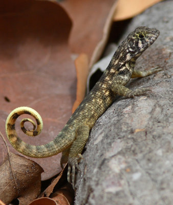 Curly-tailed Lizard