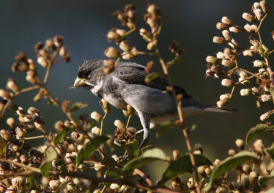 Double-collared Seedeater