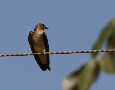 Grey-breasted Martin