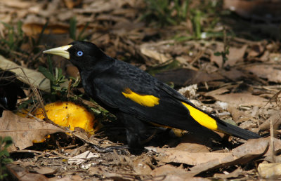 Yellow-rumped Cacique