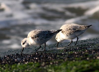 Sanderling