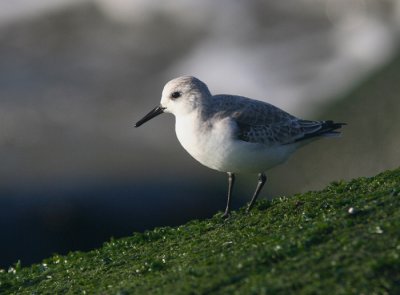 Sanderling