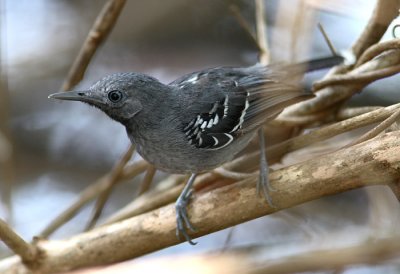 Band-tailed Antbird