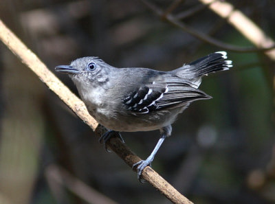 Band-tailed Antbird