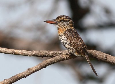 Caatinga (Spot-backed) Puffbird