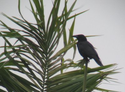 Cuban Palm Crow