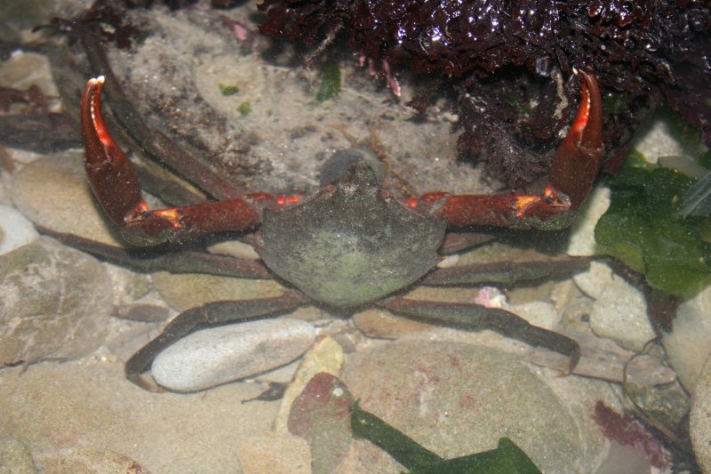 feisty crab.jpg