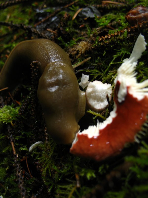 slug eating mushroom.jpg