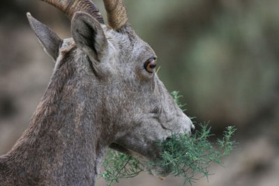 Big Horn Ewe