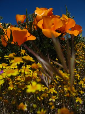 flowers at eagle rock.jpg