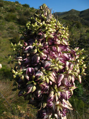 yucca flowers.jpg