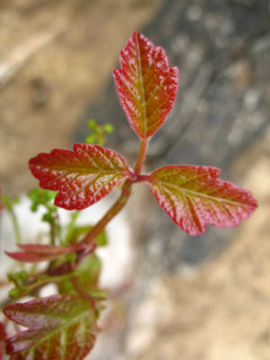 poison oak.jpg