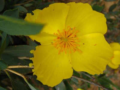 bush poppy macro.jpg