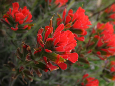 desert paintbrush.jpg