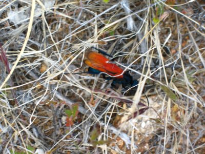 tarantula hawk.jpg