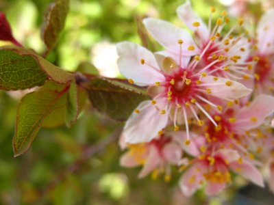 pink desert blossoms.jpg