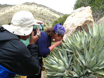 survivorchick demonstrates with agave.jpg