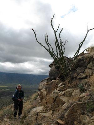 ocotillo.jpg