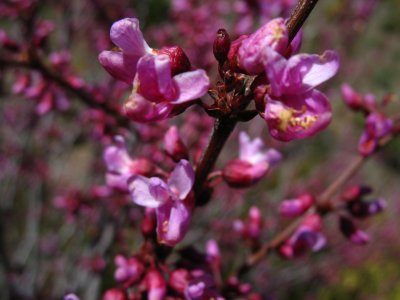 desert redbud.jpg