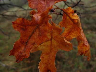wet oak leaves.jpg