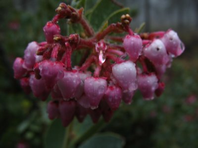 wet manzanita blooms.jpg