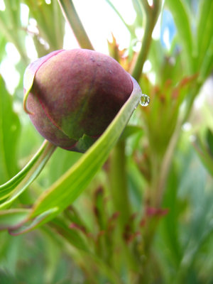 wild peony bud.jpg