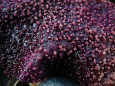 purple seaweed.jpg