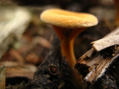camp fungi.jpg