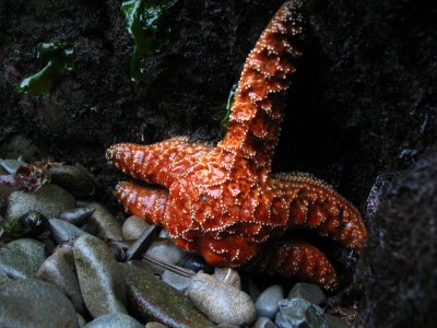 orange starfish.jpg