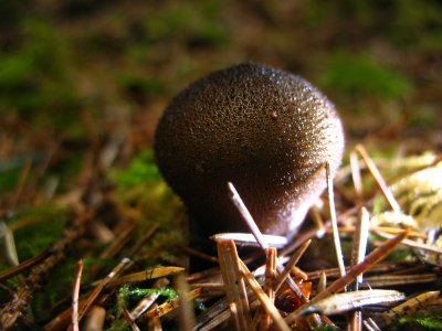 Puffball